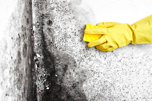 Best Mold Removal Company Near Me  in Newark, NY