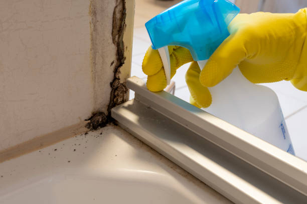 Best Attic Mold Removal  in Newark, NY