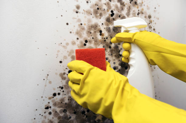 Crawl Space Mold Removal in Newark, NY