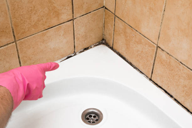 Best Black Mold Removal  in Newark, NY